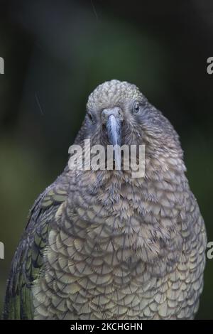 Ein Kea (Nestor notabilis) blickt am 22. Juli 2021 unter dem Gertrude-Sattel im Fiordland National Park, Neuseeland, eifrig in die Kamera. Derzeit gefährdete Art Kea ist ein einheimischer neuseeländischer Vogel, auch bekannt als der neuseeländische Bergpapagei - der einzige echte Alpenpapagei der Welt. Viele Jahre lang war es legal, Kea um eine Prämie zu jagen, und zwischen 1860 und 1970 töteten Menschen mindestens 150.000. Im Jahr 1971 wurde die Kopfgeldjagd illegal, und im Jahr 1986 wurde Kea zu einer geschützten Art. Schätzungen zufolge gibt es in Neuseeland weniger als 5000 Kea. (Foto von Sanka Vidanagama/NurPhoto) Stockfoto