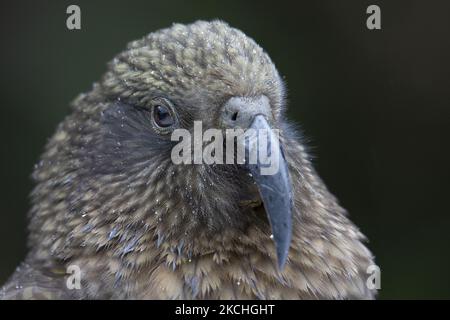 Ein Kea (Nestor notabilis) blickt am 22. Juli 2021 unter dem Gertrude-Sattel im Fiordland National Park, Neuseeland, eifrig in die Kamera. Derzeit gefährdete Art Kea ist ein einheimischer neuseeländischer Vogel, auch bekannt als der neuseeländische Bergpapagei - der einzige echte Alpenpapagei der Welt. Viele Jahre lang war es legal, Kea um eine Prämie zu jagen, und zwischen 1860 und 1970 töteten Menschen mindestens 150.000. Im Jahr 1971 wurde die Kopfgeldjagd illegal, und im Jahr 1986 wurde Kea zu einer geschützten Art. Schätzungen zufolge gibt es in Neuseeland weniger als 5000 Kea. (Foto von Sanka Vidanagama/NurPhoto) Stockfoto