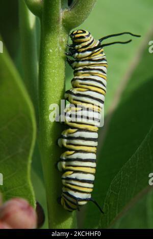 Monarch Raupe (Danaus plexippus) füttert an einer Milchkrautpflanze (Asclepias syriaca) in Toronto, Ontario, Kanada. (Foto von Creative Touch Imaging Ltd./NurPhoto) Stockfoto