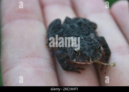 Eine kleine ostamerikanische Kröte (Americanus), die in Ontario, Kanada, in der Hand gehalten wird. (Foto von Creative Touch Imaging Ltd./NurPhoto) Stockfoto