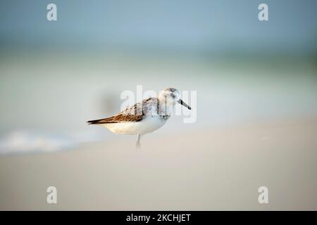 Sanderling wilder Seevögel auf der Suche nach Futter am Meer im Sommer Stockfoto