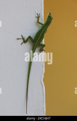 Kubanischer grüner Anoleneidechse (anolis porcatus), der in Veradero, Kuba, eine Wand klettert. (Foto von Creative Touch Imaging Ltd./NurPhoto) Stockfoto