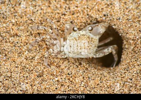 Hawaiian Crab (Lybia), auch bekannt als Boxerkrabbe oder Pom-Pom-Krabbe, die aus einem Loch im Sand am Waikiki Beach in O'ahu, Hawaii, USA, kommt. (Foto von Creative Touch Imaging Ltd./NurPhoto) Stockfoto