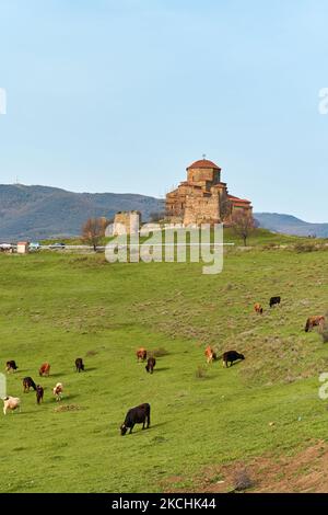 Eine Herde Kühe grast auf einem grünen Rasen vor dem Hintergrund des Jvari-Tempels in Georgien. Stockfoto