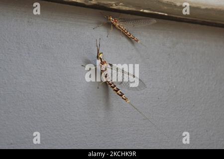 Nahaufnahme von Mayflies (Hexagenia limbata) in Uxbridge, Ontario, Kanada. Mayflies sind einzigartig unter Insekten, da sie sich nach dem Erwerb funktioneller Flügel noch einmal mausieren (dies wird auch als das Alatstadium bezeichnet); Dieser letzte, aber ein geflügelte Instar lebt in der Regel eine sehr kurze Zeit, oft eine Frage von Stunden, und ist bekannt als ein Subimago oder um Fischer als Dun zu fliegen. Mayflies in diesem Stadium sind ein Lieblingsfutter vieler Fische, und viele Fischfliegen sind modelliert, um ihnen zu ähneln. Die erwachsenen Mayflies sind kurzlebig, von wenigen Minuten bis zu einigen Tagen, je nach Art. Etwa 2.500 Arten von Mayflies sind Stockfoto