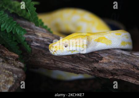 Albino Burmese Python (Python molurus bivittatus) in Ontario, Kanada. Die birmanische Python ist die größte Unterart der indischen Python und eine der 6 größten Schlangen der Welt, die in einer großen Vielfalt tropischer und subtropischer Gebiete Süd- und Südostasiens beheimatet ist. (Foto von Creative Touch Imaging Ltd./NurPhoto) Stockfoto