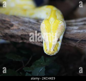 Albino Burmese Python (Python molurus bivittatus) in Ontario, Kanada. Die birmanische Python ist die größte Unterart der indischen Python und eine der 6 größten Schlangen der Welt, die in einer großen Vielfalt tropischer und subtropischer Gebiete Süd- und Südostasiens beheimatet ist. (Foto von Creative Touch Imaging Ltd./NurPhoto) Stockfoto