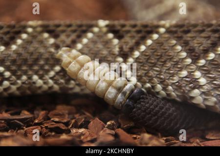 Nahaufnahme der Rassel auf einer neutropischen Klapperschlange (Crotalus durissus) in Ontario, Kanada. (Foto von Creative Touch Imaging Ltd./NurPhoto) Stockfoto