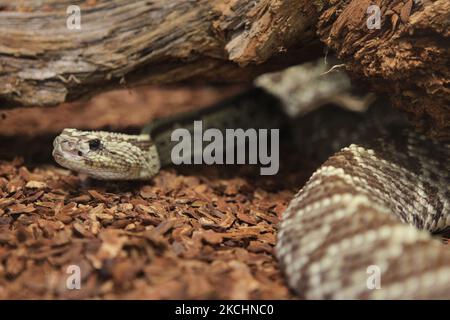 Neo-tropische Klapperschlange (Crotalus durissus) in Ontario, Kanada. (Foto von Creative Touch Imaging Ltd./NurPhoto) Stockfoto