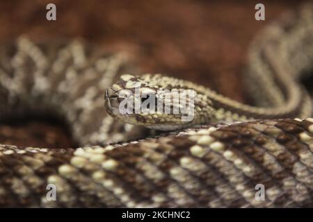 Neo-tropische Klapperschlange (Crotalus durissus) in Ontario, Kanada. (Foto von Creative Touch Imaging Ltd./NurPhoto) Stockfoto