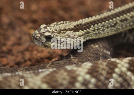 Neo-tropische Klapperschlange (Crotalus durissus) in Ontario, Kanada. (Foto von Creative Touch Imaging Ltd./NurPhoto) Stockfoto