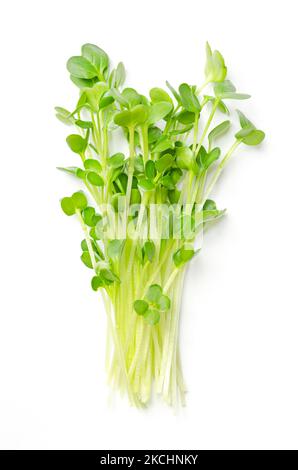 Ein Haufen von Daikon Rettich-Microgreens. Frische und verzehrfertige Sämlinge, Triebe und Jungpflanzen des würzigen japanischen Rettichs oder auch echter Daikon. Stockfoto