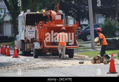 Stadtarbeiter haben am 8. August 2013 in Toronto, Ontario, Kanada, Holz in einen Holzhacker eines frisch abgeschnittenen Baumes gesteckt, der mit asiatischen langhornigen Käfer befallen war. Hunderte von Bäumen werden abgeschlagen, um die invasiven Insekten zu kontrollieren. (Foto von Creative Touch Imaging Ltd./NurPhoto) Stockfoto
