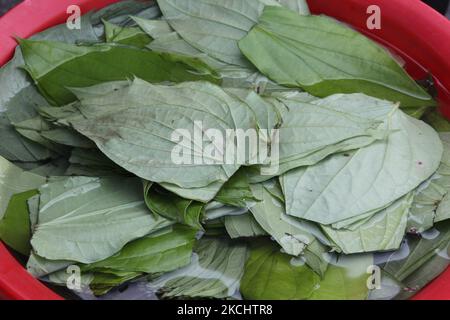 Blätter, die in einer Schüssel mit Wasser in Vorbereitung auf paan an einem paan-Stand in Toronto, Ontario, Kanada, einweichen. Paan wird gekaut, um den Atem zu versüßen und die Lippen und die Zunge zu färben und auch ein wenig narkotisches Vergnügen zu haben. Normalerweise wird paan mit Limettenpaste und Areca- oder Betelnuss gekaut. Viele essen paan, die es mit zusätzlichen Elementen wie Koriandersamen, Zimt, Kardamomen und vielfachen aromatisierten Stäuben vermischt. (Foto von Creative Touch Imaging Ltd./NurPhoto) Stockfoto