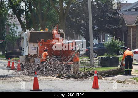 Stadtarbeiter haben am 8. August 2013 in Toronto, Ontario, Kanada, Holz in einen Holzhacker eines frisch abgeschnittenen Baumes gesteckt, der mit asiatischen langhornigen Käfer befallen war. Hunderte von Bäumen werden abgeschlagen, um die invasiven Insekten zu kontrollieren. (Foto von Creative Touch Imaging Ltd./NurPhoto) Stockfoto