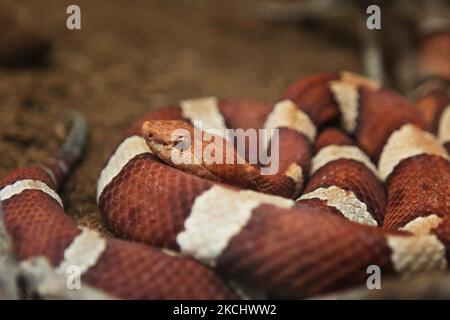 Copperhead (Agkistrodon contortrix)-Schlange in Ontario, Kanada. (Foto von Creative Touch Imaging Ltd./NurPhoto) Stockfoto