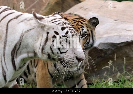 Royal Bengal Tiger (Rani) und White Tiger (Chinu) in ihrem Gehege am International Tiger Day im Nahargarh Biological Park in Jaipur, Rajasthan, Indien, Donnerstag, 29,2021. Juli. (Foto von Vishal Bhatnagar/NurPhoto) Stockfoto