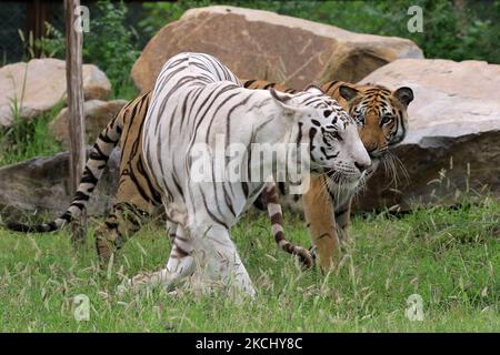 Royal Bengal Tiger (Rani) und White Tiger (Chinu) in ihrem Gehege am International Tiger Day im Nahargarh Biological Park in Jaipur, Rajasthan, Indien, Donnerstag, 29,2021. Juli. (Foto von Vishal Bhatnagar/NurPhoto) Stockfoto