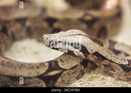 Eine exotische Boa Constrictor auf der Ausstellung in Toronto, Ontario, Kanada. (Foto von Creative Touch Imaging Ltd./NurPhoto) Stockfoto