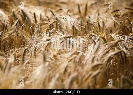 Weizenfeld im Dorf GAC in der Nähe von Lancut, woiwodschaft Podkarpackie in Polen am 6.. Juli 2021. (Foto von Beata Zawrzel/NurPhoto) Stockfoto