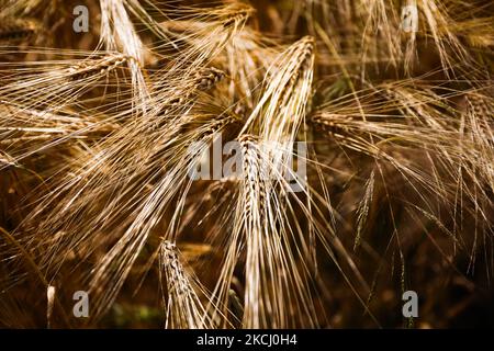 Weizenfeld im Dorf GAC in der Nähe von Lancut, woiwodschaft Podkarpackie in Polen am 6.. Juli 2021. (Foto von Beata Zawrzel/NurPhoto) Stockfoto