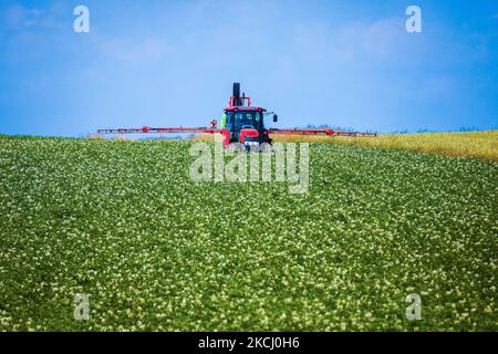 Am 6.. Juli 2021 arbeitet ein Traktor auf dem Kartoffelfeld im Dorf GAC in der Nähe von Lancut, woiwodschaft Podkarpackie in Polen. (Foto von Beata Zawrzel/NurPhoto) Stockfoto