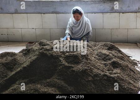 Arbeiter sortiert am 31. Mai 2010 getrocknete und geröstete Teeblätter in der Teefabrik Puttabong (Tukvar) in Darjeeling, Indien. 1852 gepflanzt, ist dies das erste Teestat in der Geschichte der Darjeeling Tea Plantation. Der Tee Anwesen erstreckt sich von einer Höhe von 1500 Fuß bis 6500 Fuß über MSL. Der Teegarten ist eines der größten Anwesen in Darjeeling, das aus fünf Abteilungen besteht und sich auf einer Strecke von etwa 20 km von Darjeeling City bis zur Staatsgrenze von Sikkim befindet. (Foto von Creative Touch Imaging Ltd./NurPhoto) Stockfoto