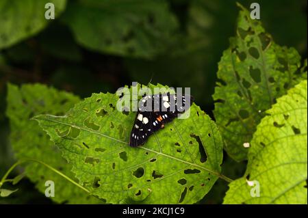 Die Blaufleckige Waldschaufelmotte (Episteme adulatrix) oder die Tagfliegende Motte ist eine Art von Motten aus der Gattung Episteme der Familie Noctuidae. Diese Art ist in Indien, Westchina, Nepal, Burma und Taiwan zu finden. Dieses Foto wurde am 31/07/2021 in Tehatta, Westbengalen, Indien, aufgenommen. (Foto von Soumyabrata Roy/NurPhoto) Stockfoto