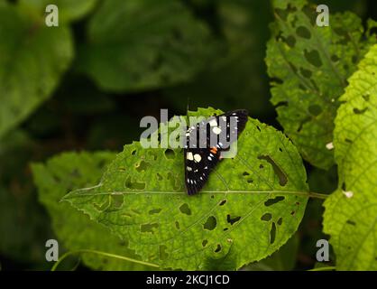 Die Blaufleckige Waldschaufelmotte (Episteme adulatrix) oder die Tagfliegende Motte ist eine Art von Motten aus der Gattung Episteme der Familie Noctuidae. Diese Art ist in Indien, Westchina, Nepal, Burma und Taiwan zu finden. Dieses Foto wurde am 31/07/2021 in Tehatta, Westbengalen, Indien, aufgenommen. (Foto von Soumyabrata Roy/NurPhoto) Stockfoto