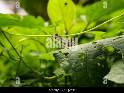 Am 31. Juli 2021 befindet sich in Tehatta, Westbengalen, Indien, eine Baby wechselbare Eidechse (Caloes versicolor) oder eine orientalische Garteneidechse auf den Blättern. (Foto von Soumyabrata Roy/NurPhoto) Stockfoto