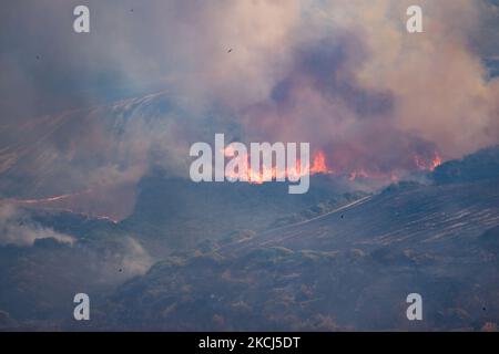 Der Difesa Grande Wald in Gravina in Apulien brennt am 2. August 2021 mehrere Tage lang. Das Feuer, das den Difesa Grande Wald in Gravina in Apulien mehr als fünf Tage lang heimgesucht hat, zeigt keine Anzeichen von Ausgehen. Es gibt immer wieder zahlreiche Ausbrüche, die sich, unterstützt durch den Wind und die große Hitze, die das Gebiet trifft, weiter ernähren und Hektar und Hektar Vegetation zerstören. Die Flammen, die das Refuge-Erfrischungsgebiet erreichten, passierten auch den Asphaltstreifen der Hauptstraße, die durch den Wald führt, um sich in die Gebiete Bianchini, Lama Cold, Campanale und Marassano auszudehnen. Es gibt auch Befürchtungen für Stockfoto