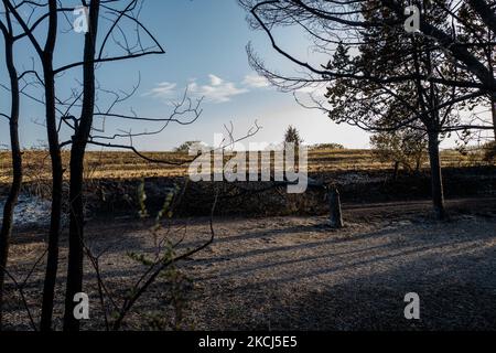 Verkohlte Bäume aufgrund des Waldbrands Difesa Grande brannte mehrere Tage lang in Gravina in Apulien am 2. August 2021. Das Feuer, das den Difesa Grande Wald in Gravina in Apulien mehr als fünf Tage lang heimgesucht hat, zeigt keine Anzeichen von Ausgehen. Es gibt immer wieder zahlreiche Ausbrüche, die sich, unterstützt durch den Wind und die große Hitze, die das Gebiet trifft, weiter ernähren und Hektar und Hektar Vegetation zerstören. Die Flammen, die das Refuge-Erfrischungsgebiet erreichten, passierten auch den Asphaltstreifen der Hauptstraße, die durch den Wald führt, um sich in die Gebiete Bianchini, Lama Cold, Campanale und Marassano auszudehnen. Der Stockfoto