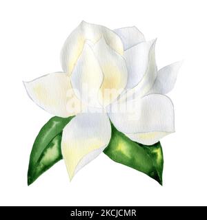 Weiße Magnolie Blume auf einem Zweig mit Blättern Aquarell Illustration. Für Hochzeitseinladungen und Grußkarten. Handgezeichneter Teil einer Pflanze. Stockfoto