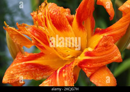 Lilie (lilium philadelphicum) blüht am 10. August 2021 in Toronto, Ontario, Kanada. (Foto von Creative Touch Imaging Ltd./NurPhoto) Stockfoto