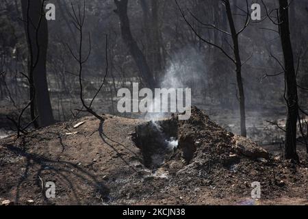 Feuerwehrleute löschen kleine Flammen im Wald bei Agia Anna. Die Folgen der Brände in Griechenland, während im Wald immer noch kleine Flammen brennen. In Griechenland kam es zu einer großen Umweltkatastrophe. Wald, Pinien, Olivenhaine, Unternehmen, Hotels, Häuser, Fahrzeuge und Tiere wurden verbrannt. Das Feuer war nach einem nächtlichen Regen vorbei, während in den vergangenen Tagen griechische Feuerwehrleute, lokale Freiwillige, ausländische Feuerwehrleute, Flugzeuge und Hubschrauber, wo die Kämpfe um das Waldfeuer auf der griechischen Insel Evia (Euboea) zu löschen - fast 100.000 Hektar Wald- und Ackerland haben burne Stockfoto