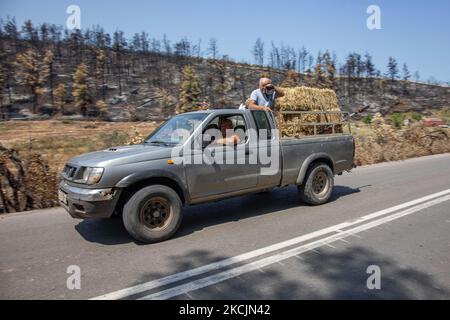 Auf einem Pickup-Truck transportieren Einheimische Lebensmittel für die vertriebenen Tiere. Die Folgen der Brände in Griechenland, während im Wald immer noch kleine Flammen brennen. In Griechenland kam es zu einer großen Umweltkatastrophe. Wald, Pinien, Olivenhaine, Unternehmen, Hotels, Häuser, Fahrzeuge und Tiere wurden verbrannt. Das Feuer war nach einem nächtlichen Regen vorbei, während in den vergangenen Tagen griechische Feuerwehrleute, lokale Freiwillige, ausländische Feuerwehrleute, Flugzeuge und Helikopter kämpften, um das Waldfeuer auf der griechischen Insel Evia (Euboea) zu löschen - fast 100.000 Hektar Wald- und Ackerland sind verbrannt Stockfoto