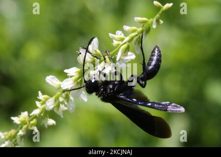 Große schwarze Wasp (Sphex pensylvanicus) auf einer Blume in Toronto, Ontario, Kanada, am 14. August 2021. (Foto von Creative Touch Imaging Ltd./NurPhoto) Stockfoto