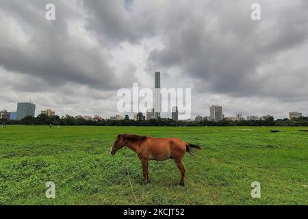Ein Pferd grast am 17. August 2021 ein Feld, während Regenwolken das Stadtbild von Kalkutta, Indien, bedecken. Kalkutta und andere Orte über ganges Flugzeug erhielt Rekordmenge von Regen , verursacht Überschwemmungen in verschiedenen Teilen des Staates . Wissenschaftler glaubt, dass dieses Ergebnis von den steigenden Auswirkungen der globalen Erwärmung über Indien und anderen Teilen der Welt nach Medienbericht ist. (Foto von Debarchan Chatterjee/NurPhoto) Stockfoto