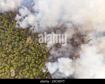 Panoramablick aus der Vogelperspektive von einer Drohne auf das Waldfeuer, das Evia Island brennte und Kiefernwälder, Olivenhaine und Häuser zerstörte. Die größte Umweltkatastrophe im Land im Zusammenhang mit dem Klimawandel nach einer langen Hitzewelle. Am 6. August 2021 bekämpfen Feuerwehrleute das Feuer in der Nähe der Dörfer Dafni und Kourkouli auf der griechischen Insel Evia (Euboea). (Foto von Nicolas Economou/NurPhoto) Stockfoto