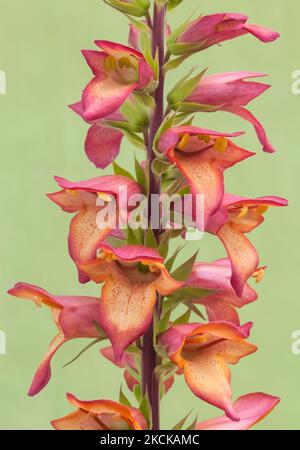 Digitalis Illumination „Flame“, Foxglove Stockfoto