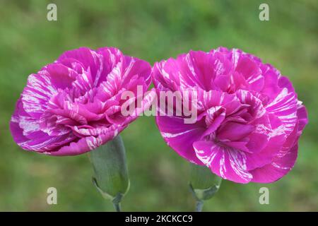 Dianthus "kosmische Wirbel 'Pink Stockfoto