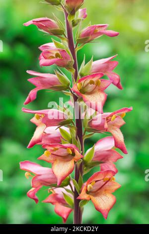 Digitalis Illumination „Flame“, Foxglove Stockfoto