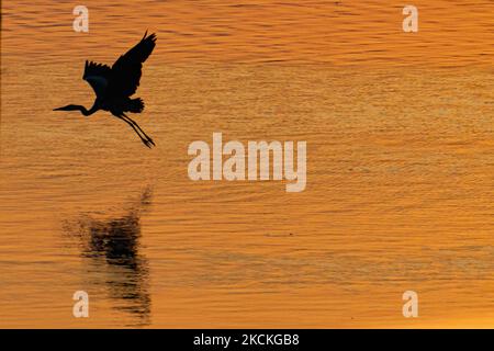 Ein Graureiher-Vogel, wie er mit der dunklen Spiegelung auf der orangefarbenen Wasseroberfläche fliegt. Magische Stunde Sommer Sonnenaufgang mit warmen Farben des Himmels und der Sonne über Kerkini mit Vögeln, Pferden, lokalen Fischern als Silhouetten gefischt, am See Nationalpark in Serres Region in Nordgriechenland. Der künstliche Kerkini-See ist ein einzigartiges Feuchtgebiet, ein Nationalpark und durch die Ramsar-Konvention als Feuchtgebiet mit Tausenden von Vögeln geschützt, darunter seltene und geschützte Wälder am Flussufer, da sich wichtige Hydrobiosphären entwickeln, die von großer internationaler Bedeutung und Akzeptanz sind, das Hauptwasser so Stockfoto