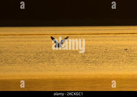 Ein kleiner Silberreiher fliegt über das Wasser. Magische Stunde Sommer Sonnenaufgang mit warmen Farben des Himmels und der Sonne über Kerkini mit Vögeln, Pferden, lokalen Fischern als Silhouetten gefischt, am See Nationalpark in Serres Region in Nordgriechenland. Der künstliche Kerkini-See ist ein einzigartiges Feuchtgebiet, ein Nationalpark und durch die Ramsar-Konvention als Feuchtgebiet mit Tausenden von Vögeln geschützt, darunter seltene und geschützte Flusswälder, da sich wichtige Hydrobiosphären entwickeln, die von großer internationaler Bedeutung und Akzeptanz sind, Die Hauptwasserquelle des Strymon River stammt aus Bulgar Stockfoto