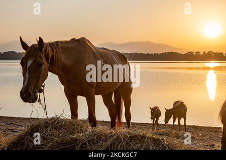 Pferde wie am frühen Morgen in Kerkini See gesehen. Magische Stunde Sommer Sonnenaufgang mit warmen Farben des Himmels und der Sonne über Kerkini mit Vögeln, Pferden, lokalen Fischern als Silhouetten gefischt, am See Nationalpark in Serres Region in Nordgriechenland. Der künstliche Kerkini-See ist ein einzigartiges Feuchtgebiet, ein Nationalpark und durch die Ramsar-Konvention als Feuchtgebiet mit Tausenden von Vögeln geschützt, darunter seltene und geschützte Flusswälder, da sich wichtige Hydrobiosphären entwickeln, die von großer internationaler Bedeutung und Akzeptanz sind, Die Hauptwasserquelle des Strymon River stammt aus Bulgar Stockfoto