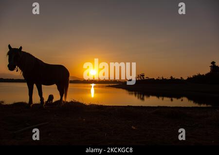 Pferde wie am frühen Morgen in Kerkini See gesehen. Magische Stunde Sommer Sonnenaufgang mit warmen Farben des Himmels und der Sonne über Kerkini mit Vögeln, Pferden, lokalen Fischern als Silhouetten gefischt, am See Nationalpark in Serres Region in Nordgriechenland. Der künstliche Kerkini-See ist ein einzigartiges Feuchtgebiet, ein Nationalpark und durch die Ramsar-Konvention als Feuchtgebiet mit Tausenden von Vögeln geschützt, darunter seltene und geschützte Flusswälder, da sich wichtige Hydrobiosphären entwickeln, die von großer internationaler Bedeutung und Akzeptanz sind, Die Hauptwasserquelle des Strymon River stammt aus Bulgar Stockfoto
