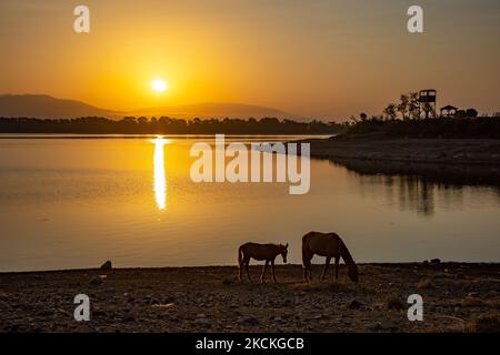Pferde wie am frühen Morgen in Kerkini See gesehen. Magische Stunde Sommer Sonnenaufgang mit warmen Farben des Himmels und der Sonne über Kerkini mit Vögeln, Pferden, lokalen Fischern als Silhouetten gefischt, am See Nationalpark in Serres Region in Nordgriechenland. Der künstliche Kerkini-See ist ein einzigartiges Feuchtgebiet, ein Nationalpark und durch die Ramsar-Konvention als Feuchtgebiet mit Tausenden von Vögeln geschützt, darunter seltene und geschützte Flusswälder, da sich wichtige Hydrobiosphären entwickeln, die von großer internationaler Bedeutung und Akzeptanz sind, Die Hauptwasserquelle des Strymon River stammt aus Bulgar Stockfoto