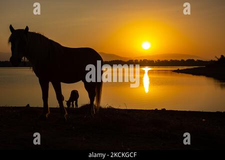 Pferde wie am frühen Morgen in Kerkini See gesehen. Magische Stunde Sommer Sonnenaufgang mit warmen Farben des Himmels und der Sonne über Kerkini mit Vögeln, Pferden, lokalen Fischern als Silhouetten gefischt, am See Nationalpark in Serres Region in Nordgriechenland. Der künstliche Kerkini-See ist ein einzigartiges Feuchtgebiet, ein Nationalpark und durch die Ramsar-Konvention als Feuchtgebiet mit Tausenden von Vögeln geschützt, darunter seltene und geschützte Flusswälder, da sich wichtige Hydrobiosphären entwickeln, die von großer internationaler Bedeutung und Akzeptanz sind, Die Hauptwasserquelle des Strymon River stammt aus Bulgar Stockfoto