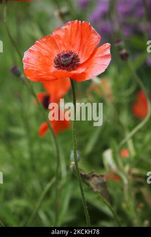 Mohn wächst am 08. Juni 2009 in Markham, Ontario, Kanada. (Foto von Creative Touch Imaging Ltd./NurPhoto) Stockfoto