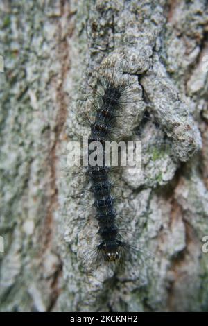 Europäische Zigeunermotten-Raupe (Lymantria dispar dispa) in Toronto, Ontario, Kanada. (Foto von Creative Touch Imaging Ltd./NurPhoto) Stockfoto